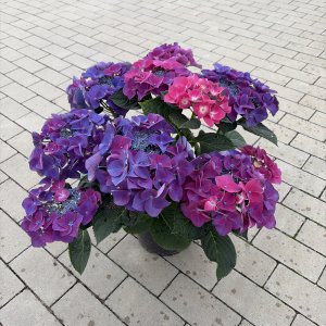 Hortensie Frisbee Hot Pink