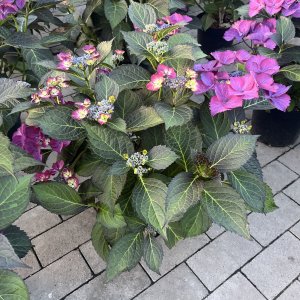 Bauernhortensie Dark Angel lila