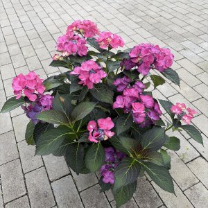 Bauernhortensie Dark Angel lila