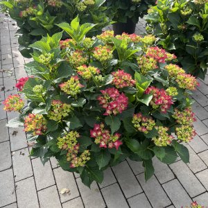 Hortensie Hot Red