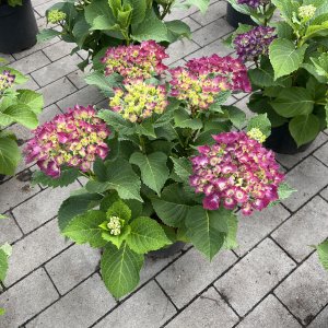 Hortensie Hot Red lila