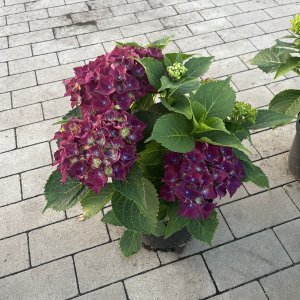 Hortensie Hot Red lila