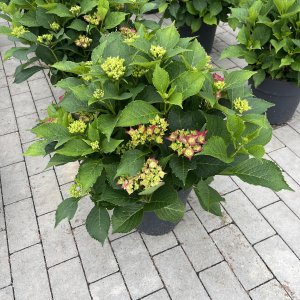 Hortensie Hot Red lila