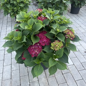 Hortensie Hot Red lila