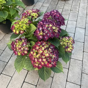 Bauernhortensie Royal Red lila