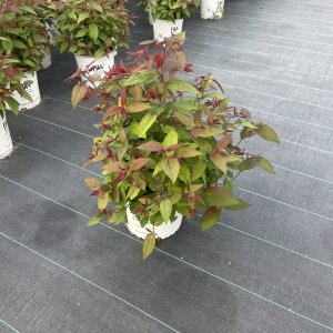 Rote Spiere Double Play Red