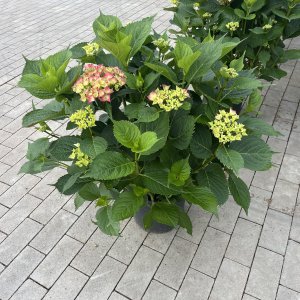 Hortensie Royal Red