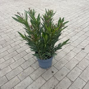 Oleander