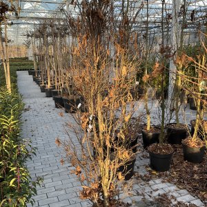 Säulenförmige Hainbuche Monumentalis