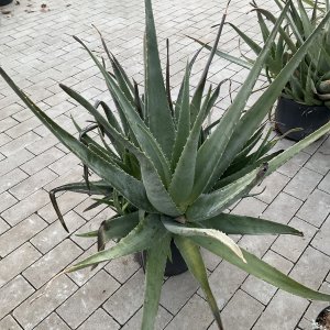 Aloe vera