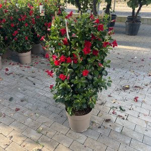 Dipladenia Mandevilla Bloom Selection 