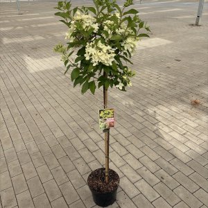 Rispenhortensie Grafitti