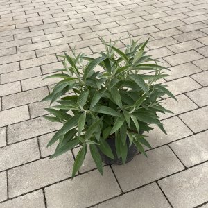 Schmetterlingsflieder Little Purple
