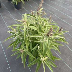 Schmetterlingsflieder Little Purple