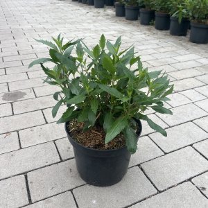 Blauraute First Blue