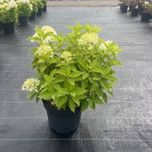 Rispenhortensie