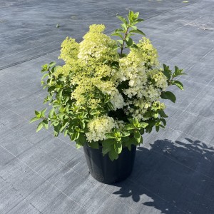Hortensie „Bobo“