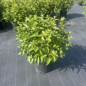 Hortensie Vesuvio