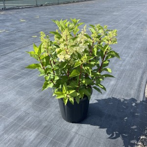 Hortensie „Pinky Winky“