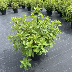 Hortensie "Diamond Rouge"
