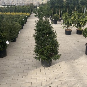 Zwergilex Green Glorie