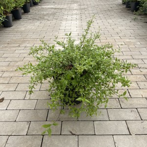 Maiblumenstrauch