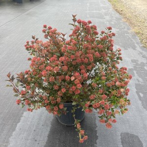 Fasanenspiere Magical Sweet Cherry