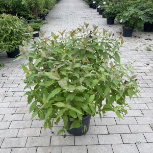 Diervilla Kodiak Red