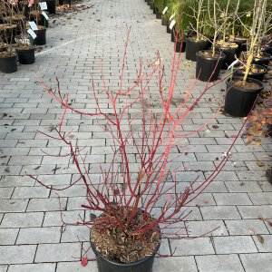 Amerikanischer Blumen-Hartriegel Firedance