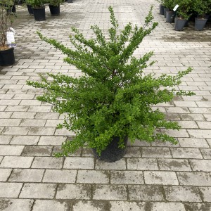Japanische Strauchspiere