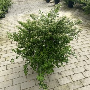 Schneespiere Snowmound