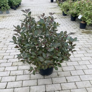 Weigelie „Alexandra“