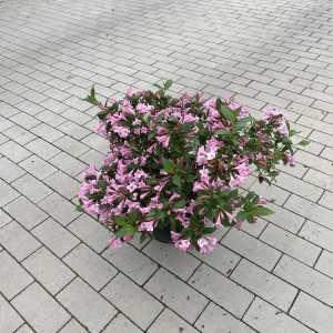 Zwergweigelie „Purpurea“