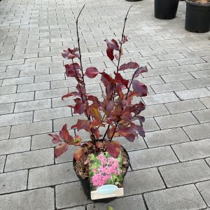 Kräuselmyrte Rhapsody Pink