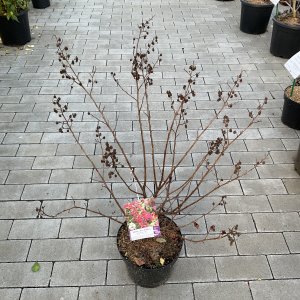 Kräuselmyrte Red Imperator