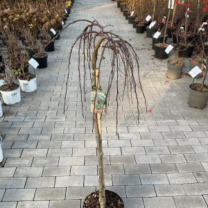 Zierapfel Roter Jade