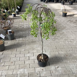 Zierapfel Roter Jade