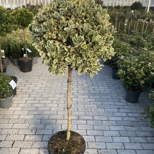 Weißer Spindelstrauch