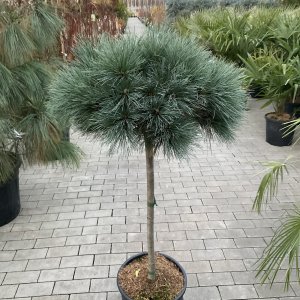 Weymouth-Kiefer Radiata