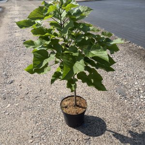 Trompetenbaum