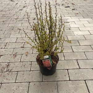 Rote Zwergblutberberitze