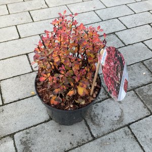 Zwerg-Berberitze Lutin Rouge