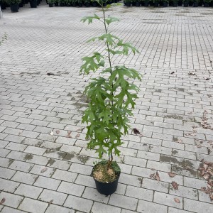 Sumpfeiche Green Pillar