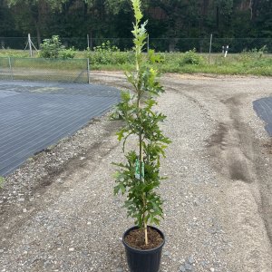 Säulen-Sumpfeiche Green Pillar