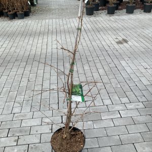 Ginkgo biloba Little Emperor