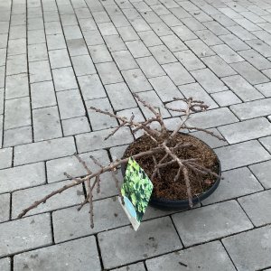 Fächerblattbaum Troll