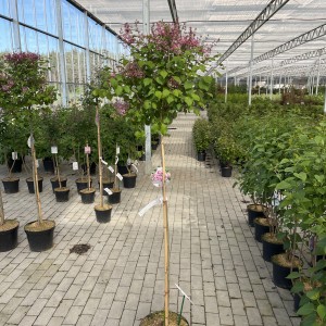 Zwergflieder Flowerfest