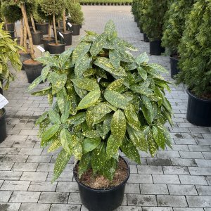 Goldorange Variegata