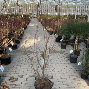 Japanischer Blumen-Hartriegel Milky Way