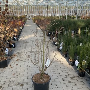 Japanischer Blumen-Hartriegel Aurora